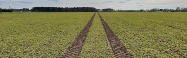 Paul-Techi põllujaam: kuu lõpu soojalaine pani taimed kasvama