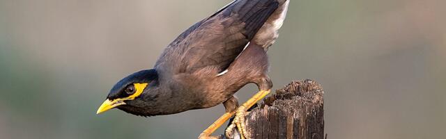 Tartu ülikooli teadlased_ ohustatud linnuliikide mitmekesisust ei suuda asendada ka võõrliigid