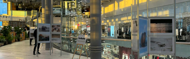 ÜLEMISTE KESKUSES NÄEB HARVAKOHATAVAT KAITSEALUST LOOMA 