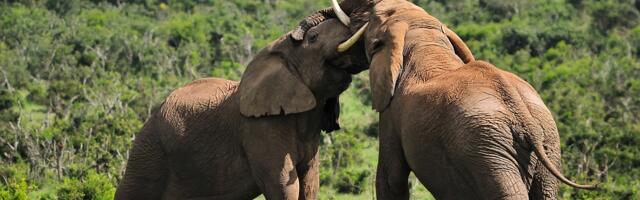 Robert Fico: USA ja Venemaa Ukraina rahuküsimustes Euroopa juhtpoliitikute arvamusest väga ei hooli 