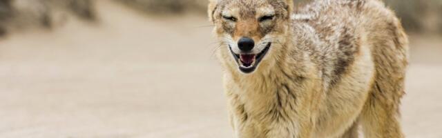 VIDEO | Rajakaamera tabas ilvese ja šaakali omavahelise kähmluse