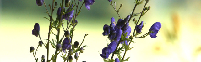 Kas teadsid, et see Eestis kasvav taim on Euroopa mürgiseim?
