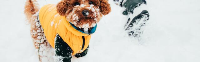 JUHIS | Muuda lemmiklooma talvine reis mõnusaks ja ohutuks