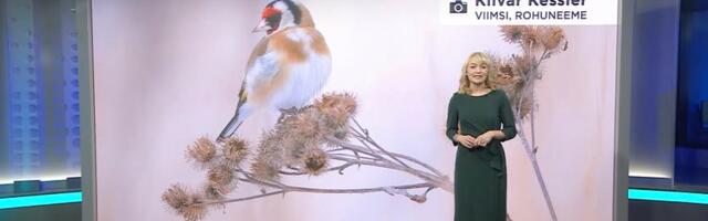 Kilvar Kessleri linnufoto teeb kohalikus ja ilmselt ka rahvusvahelises meedias kõrget lendu