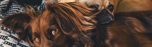 Jäärapäine nähvits või kiindunud Vähk? Koera valides pööra tähelepanu tema tähemärgile!