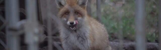 Kärdlas seadis rebane end sisse koolimajas