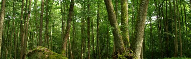 Maardu hiiemetsa  piir sai paika