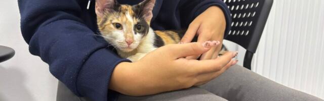 Kafa, predenje i udomljavanje: U Nišu otvoren kafić s mačkama