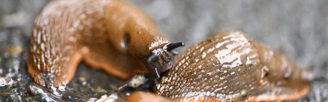 KÜSIMUS: mis on invasiivne võõrlipp ja kuidas temast vabaneda?