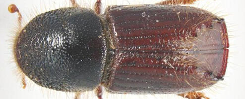 Kuuse-kooreüraski tõrje esimene etapp on käes