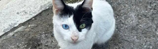 Njegove oči kriju tugu svih lutalica: Mršav i bolestan mačak živi kod kontejnera i broji poslednje dane