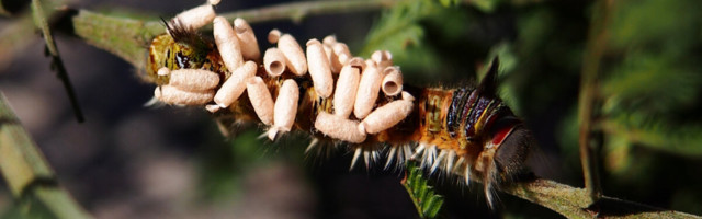 Parasiidid: leidlikud tapjad, keda on siiski vaja päästa väljasuremisest