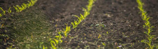 Põllukultuuride mitmekesisuse langus on ohuks maailma toidulauale