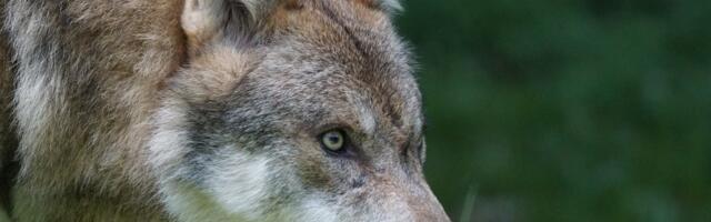 Eestis on kütitud 66 hunti, neist kolm Valgamaal