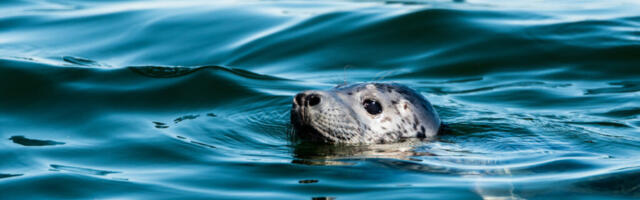 Hüljes enam paati ei karda