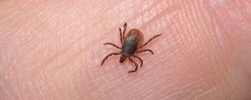 TAI on postiga saanud ligi 4800 puuki