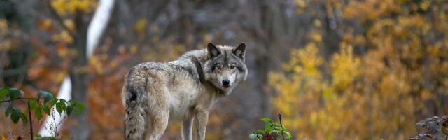 Jahihooaeg on lõppenud: hunte kütiti vähem kui ohjamiskava ette nägi