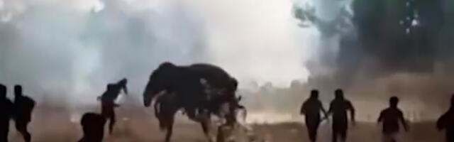 VIDEO: Indias möllab tapja-elevant