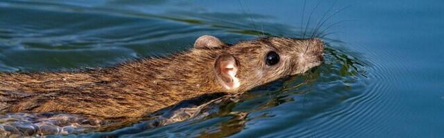 Ujumine tugevdab südant tõhusamalt kui jooksmine