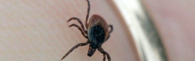 Puugiaeg ei ole veel läbi: kuidas toimida, kui puuki ei õnnestu täielikult eemaldada?