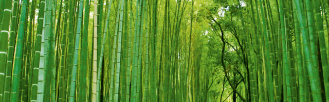 Meie, bambus ja maailm