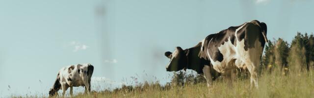 Statistikaamet: piimatoodang lööb rekordeid