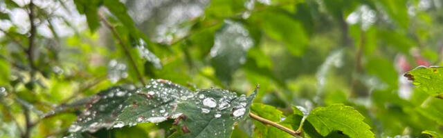 AHTO ILMAJUTUD | Ilm soodustab peenarde kosumist