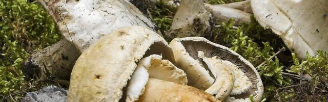 Hea seeneaasta tõttu on olnud üle 60 mürgitusjuhtumi, peasüüdlaseks valge kärbseseen