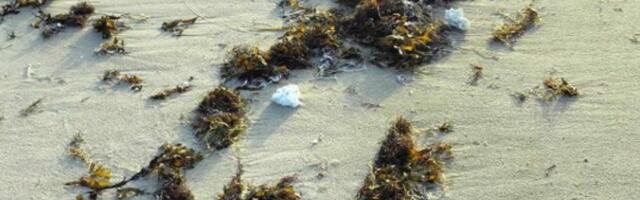 FOTO | Läänemaa randadelt leiti imelikku valget ollust. Millega on tegu?