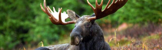 Lõppenud põdrajahihooajal kütiti 3538 põtra