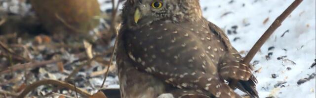 OOTAMATU VAATEPILT | Lumi ajas kaku aeda linde jahtima