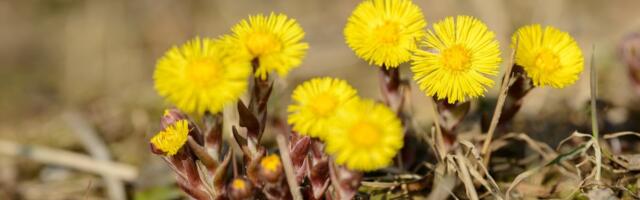 HEA TEADA | Paiseleht on kevade esimene köharohi