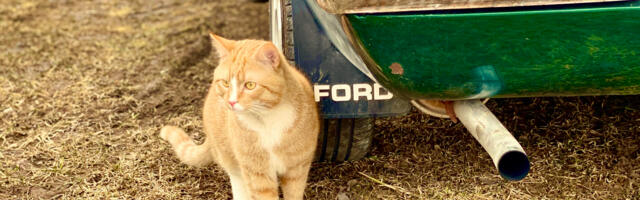 Jaak-Kristian Sutt: energiakoriluse ajastul on meil muust kui elektriautost mõelda