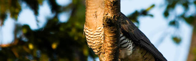 AASTALIND | Kägu on peitusemängu ekspert