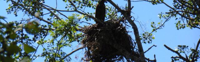 Kui kotkas võtab krundi üle