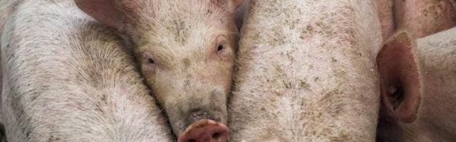 Eestis levib seakatk, hukatakse kümneid tuhandeid sigasid