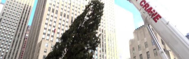 Reporter: NYC tänavune jõulupuu jõudis juba kohale! Kuusk on 24 m kõrge ja 14 m lai