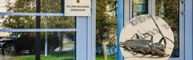 „Katsetame eri tõrjemeetodeid.“ Mustamäe gümnaasium võitleb juba paar aastat prussakatega