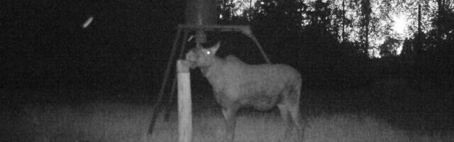 PILTUUDIS: Sõralised saavad sõbralikult läbi