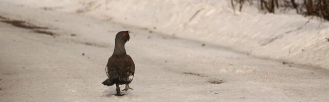 Keskkonnaamet uuendab metsise kaitseks vajalikke alusandmeid