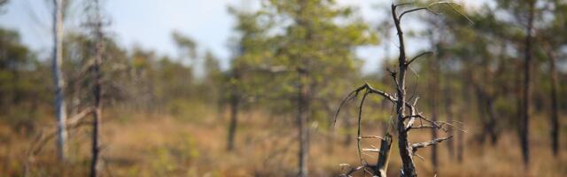 Taliteed Emajõe-Suursoos viisid külastajad sohu