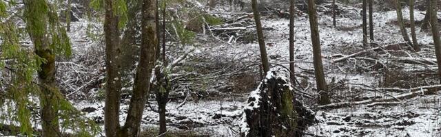 За сильное разрушение уникальных земляных редутов в Нарве организаторам работ грозят санкции