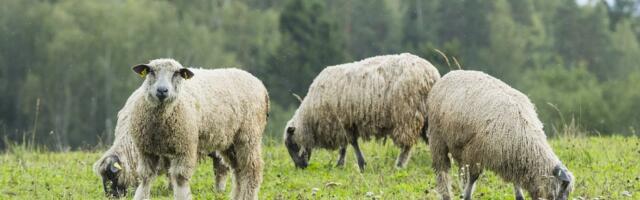 Lambakasvataja hundikaitsjale: tule mu õuele appi laipu koristama!