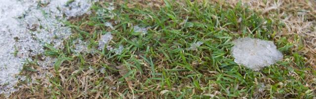 Ettevaatust, öökülmad: kuidas kaitsta taimi ja aidata juba kannatada saanuid