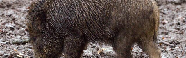 Türi vallas jäid veoaoto alla kaks metssiga