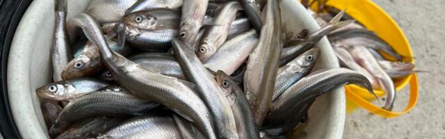 Kalaliit soovib Pärnu lahel tindipüügihooaja pikendamist