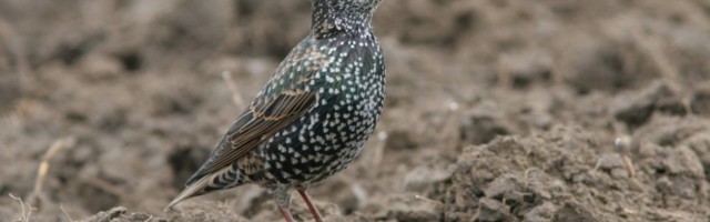 Kuni 2000 kuldnokka jäid Eestisse talve veetma