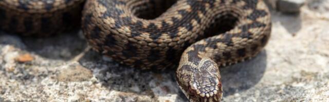 Oder: Maohammustus tuleks igal juhul arstile ette näidata