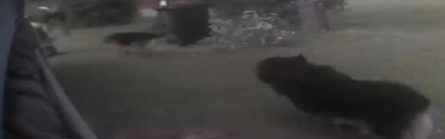 Eesti Keskkonnateenused: koerte rünnakud jäätmeveo autojuhtide ja laadijate vastu on sagenenud