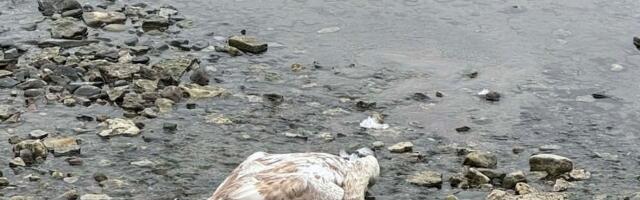 Linnugripp möllab Eestis. Randades vedelevad kümned surnud linnud